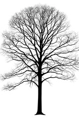 Obraz premium Black Silhouette of Tree with Delicate Leaves on transparent background