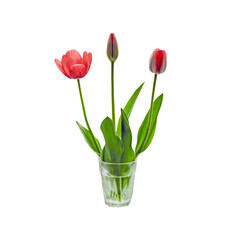 bouquet of red tulips in a vase