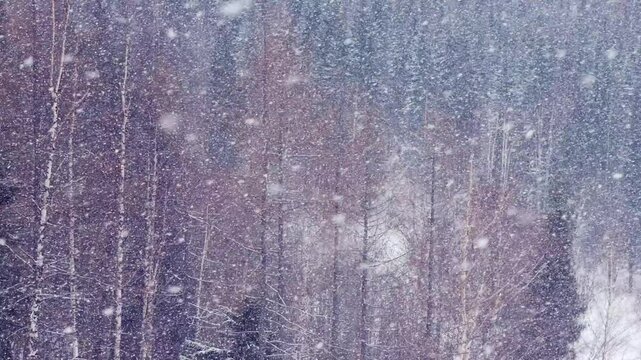 Snowfall in the taiga (boreal forest)