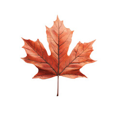Fototapeta premium single, vibrant orange maple leaf isolated on transparent background. leaf is slightly curled at edges and has delicate, intricate pattern of veins