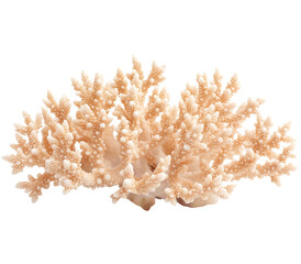 Beige Coral Branch Isolated on Transparent Background