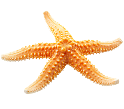 Orange Starfish Isolated on Transparent Background
