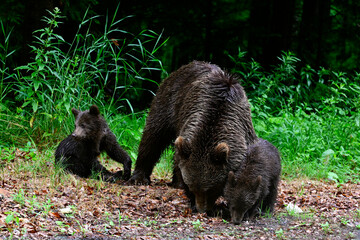Europäischer Braunbär (Ursus arctos arctos) mit Jungtieren - Karpaten, Rumänien // European brown bear - Carpathians, Romania © bennytrapp