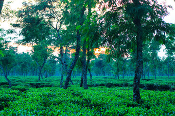 A lush green tea garden at sunset, showcasing the natural beauty of the tea estate with tall trees and vibrant greenery. 