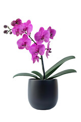 a orchid plant in modern black ceramic vase pot isolated on transparent background