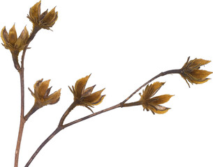Dried or dead flowers on transparent background, png
