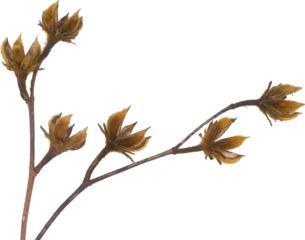 Dried or dead flowers on transparent background, png