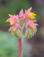 Fototapeta premium Beautiful close-up of echeveria pumila