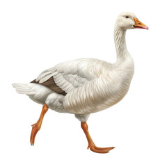 Obraz premium A graceful white goose walking, showcasing its elegant feathers and vibrant orange beak in a serene environment.