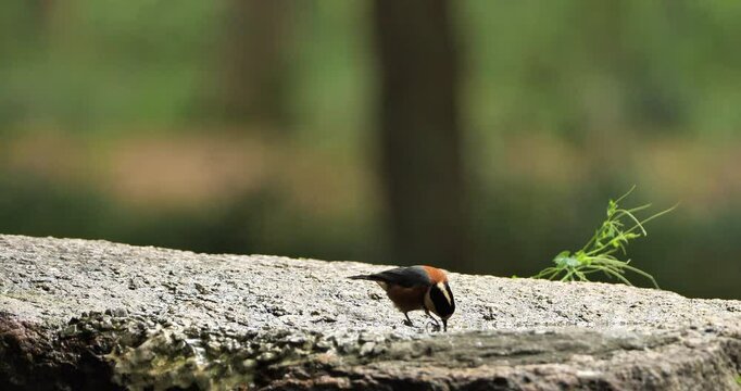 Varied tit (bird) drinking water in a park