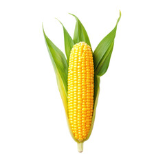 Obraz premium Freshly harvested corn on the cob with green husks