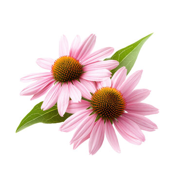 Fototapeta Beautiful pink echinacea flowers with green leaves