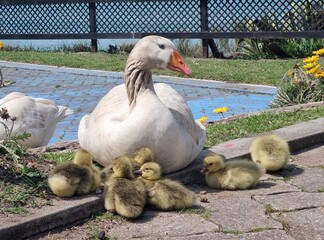 Goose sitting with a group of goslings by a lakeside park