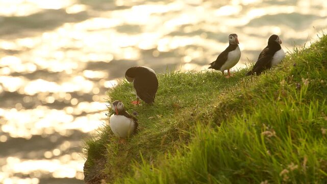Puffins on Mykines island in sunset light, Faroe Islands