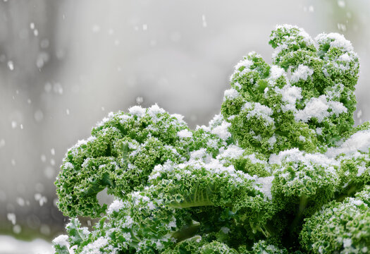 Gr&uuml;nkohl nach dem ersten Schnee, Gruenkohl