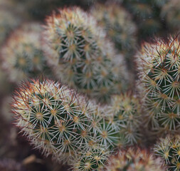 Beautiful close-up of mammillaria elongata