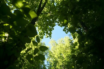 Fototapeta premium Lush green forest with sunlight filtering through leaves, vibrant foliage, blue sky above