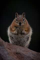 A cute squirrel sits on a rock with a dark background, showcasing its fluffy fur and curious expression. Perfect for wildlife and nature photography enthusiasts.