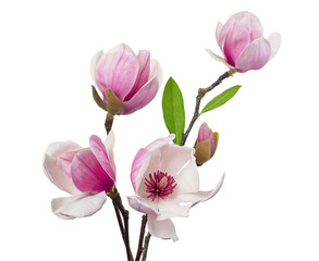Magnolia liliiflora flower on branch with leaves, Lily magnolia flower isolated on white background, with clipping path 