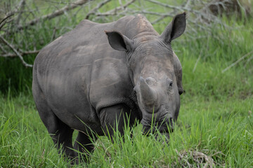 rhino in Uganda