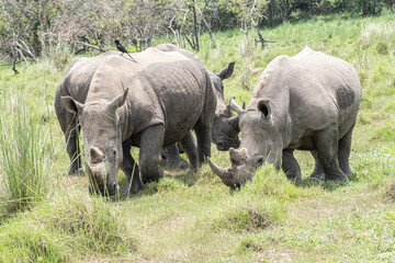 rhino in Uganda