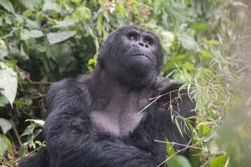 silverback Mountain Gorilla, Uganda