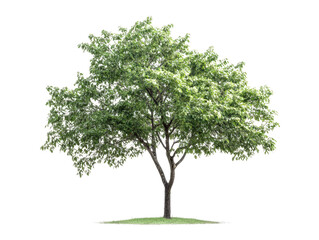 green tree isolated white background