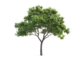 Obraz premium green tree isolated white background