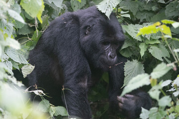 silverback Mountain Gorilla, Uganda