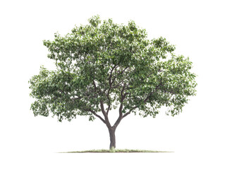 green tree isolated white background