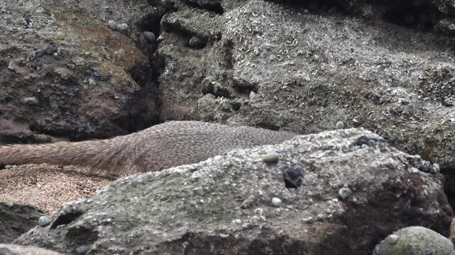 Grey mongooses (Urva edwardsii) in Hormuz Island, Erosed volcanic rock on the shore of the Strait of Hormuz. Iran