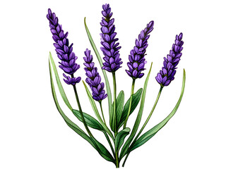 Fototapeta premium Watercolor lavender flowers illustration isolated on transparent background, png