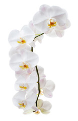White Phalaenopsis Orchid, Moth Orchids isolated on white background, with clipping path