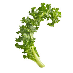 Vibrant Bunch of Fresh Kale Leaves on White and transparent Background. PNG cutout.