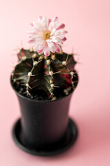 beautiful blooming cactus on a soft pink background. abstraction: gentle and at the same time sharp and prickly, contradictory