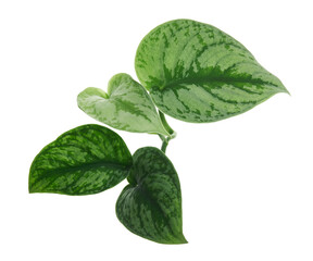 Scindapsus pictus leaves, Satin Pothos plant, Exotic foliage isolated on white background, with...