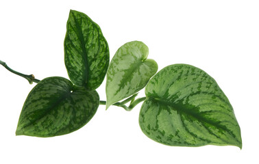 Scindapsus pictus leaves, Satin Pothos plant, Exotic foliage isolated on white background, with clipping path