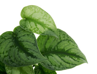 Scindapsus pictus leaves, Satin Pothos plant, Exotic foliage isolated on white background, with...