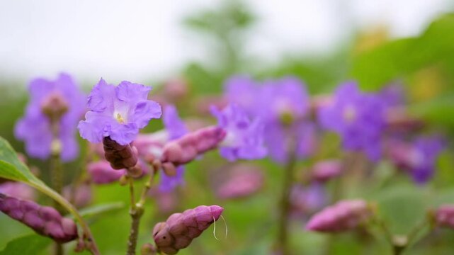 Flowers of karvi scientifically known as Strobilanthes callosa swaying in the wind with selective focusing and copy space.
