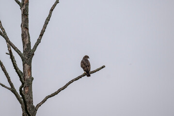 white-tailed eagle camouflages itself in the grass to search for food in a field near Moscow