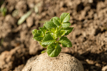 dahlia tuber with green sprout close-up