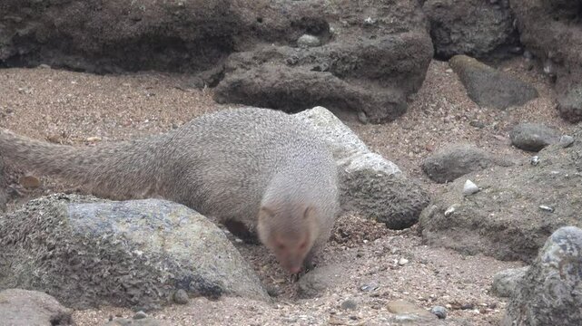 Grey mongooses (Urva edwardsii) in Hormuz Island, Erosed volcanic rock on the shore of the Strait of Hormuz. Iran
