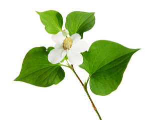 Fish mint, Fish leaf with flower isolated on white background, with clipping path