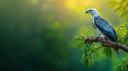 Obraz premium A harpy eagle perched on a high branch, scanning the Amazon jungle floor