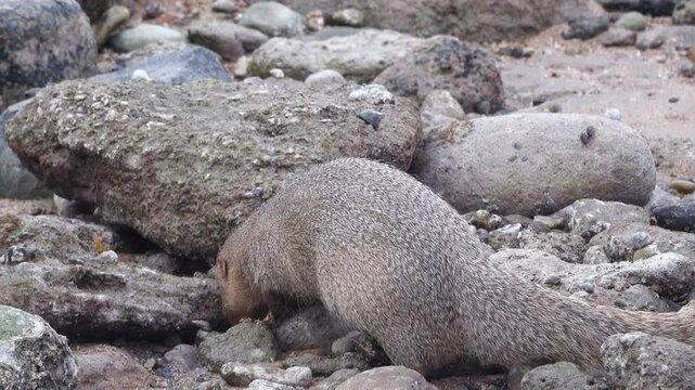 Grey mongooses (Urva edwardsii) in Hormuz Island, Erosed volcanic rock on the shore of the Strait of Hormuz. Iran