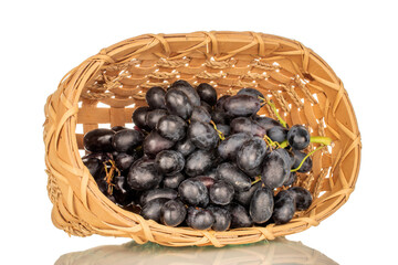 One bunch of ripe black grapes in a basket, macro, isolated on white background.