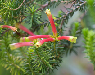 Beautiful close-up of erica versicolor