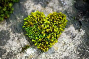 Moss heart on rocky ground. Random fresh green love symbol formed by coincidence from fine little...