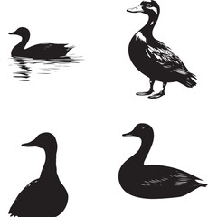 silhouette of a duck,bird, swan, animal, duck, goose, illustration, vector, silhouette, nature, cartoon, water, beak, icon, black, wild, lake, drawing, wildlife, birds, design, feather, love, art, sym