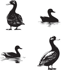 silhouette of a duck,bird, swan, animal, duck, goose, illustration, vector, silhouette, nature, cartoon, water, beak, icon, black, wild, lake, drawing, wildlife, birds, design, feather, love, art, sym